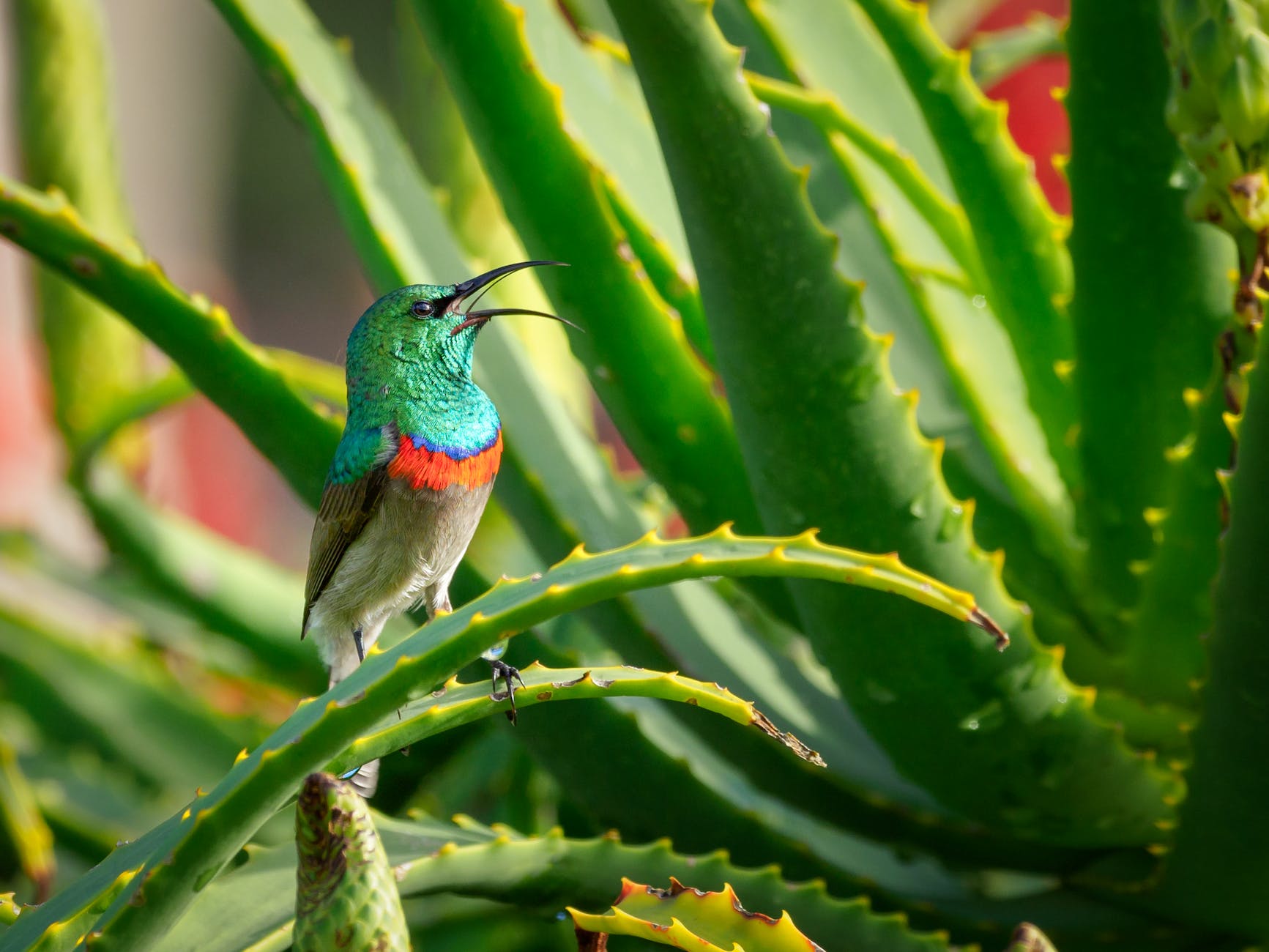 Picture of hummingbird on Aloe Vera Plant benefits for skincare and overall health. By Capital Femme